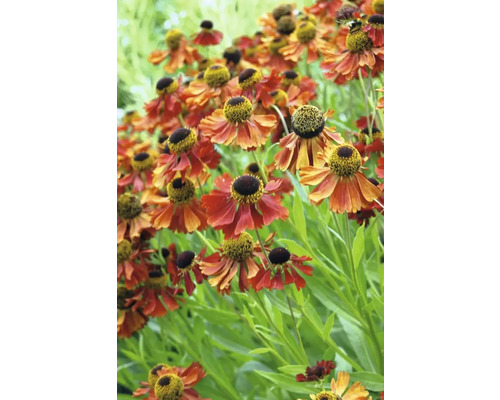 Skupina kvetov Helenium v záhrade.