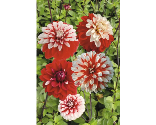 Červené a biele kvety georgín v záhrade.