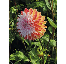 Detailný záber na georgínu v záhrade