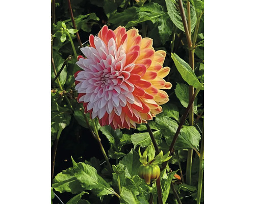 Detailný záber na georgínu v záhrade