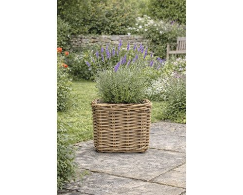 Levanduľa v štvorcovom ratanovom kvetináči na kamennej terase v záhrade.