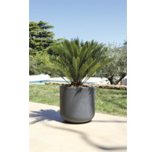 Kvetináč s okrasnou rastlinou vonku