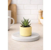 Izbová rastlina Haworthia v kvetináči na podložke