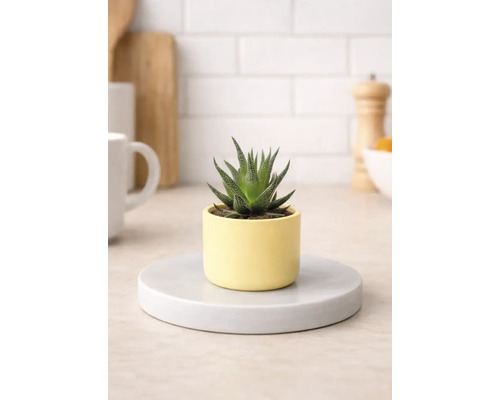 Izbová rastlina Haworthia v kvetináči na podložke