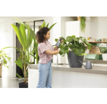 Žena zavlažuje izbovú rastlinu rozprašovačom vo svetlej kuchyni.