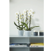 Dve biele orchidey v kvetináčoch na poličke