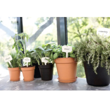 Bylinky a zeleninové rastliny v kvetináčoch s menovkami