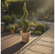 Záhradná scéna so špirálovitým cypruštekom v kvetináči na drevenej terase