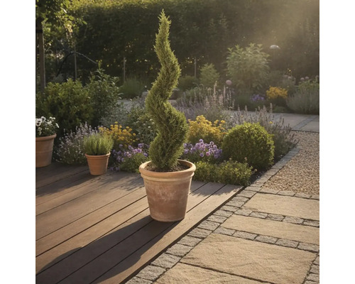 Záhradná scéna so špirálovitým cypruštekom v kvetináči na drevenej terase