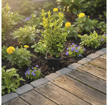 Záhradný záhon s krušpánom v kvetináči, žltými a modrými kvetmi vedľa drevenej cesty