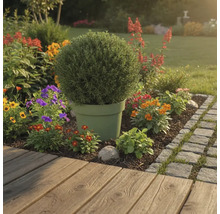 Záhradná krajina s rastlinou v kvetináči a farebnými kvetmi