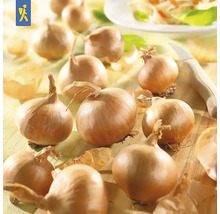 Cibuľa na drevenom stole s nožom a cibuľovými šupkami