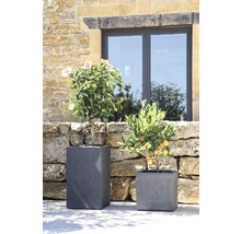 Dve rastliny v sivých kvetináčoch pred kamennou stenou a oknom