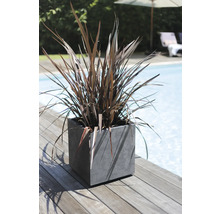 Okrasná rastlina v hranatom kvetináči vedľa bazéna