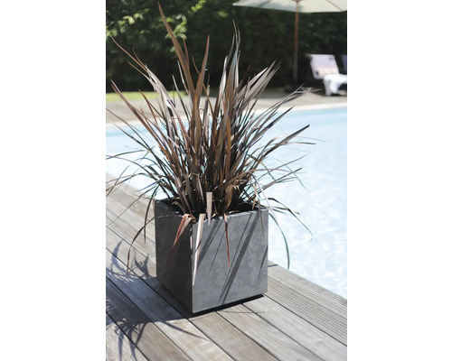 Okrasná rastlina v hranatom kvetináči vedľa bazéna