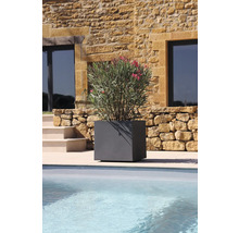 Sivý, štvorcový kvetináč s oleandrom pri bazéne