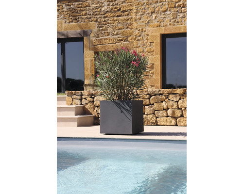 Sivý, štvorcový kvetináč s oleandrom pri bazéne