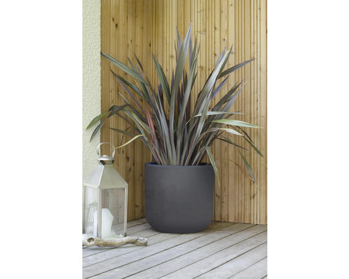 Novozélandský ľan v kvetináči s lampášom na drevenej terase