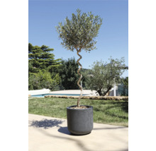 Olivovník v kvetináči so skrúteným kmeňom v záhrade
