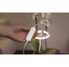 Ruka drží rastlinnú lampu s ovládaním a nastavením času pred orchideou.