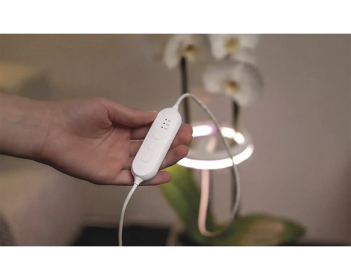 Ruka drží rastlinnú lampu s ovládaním a nastavením času pred orchideou.