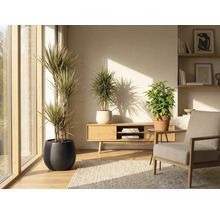 Obývacia izba s izbovými rastlinami v kvetináčoch, dreveným nábytkom a kobercom