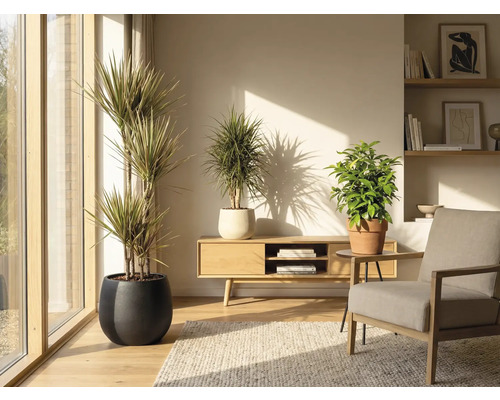 Obývacia izba s izbovými rastlinami v kvetináčoch, dreveným nábytkom a kobercom