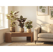 Obývacia izba s tromi izbovými rastlinami v kvetináčoch na drevenom stole vedľa pohovky.