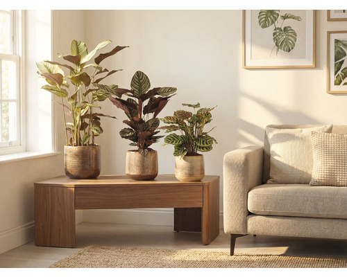 Obývacia izba s tromi izbovými rastlinami v kvetináčoch na drevenom stole vedľa pohovky.