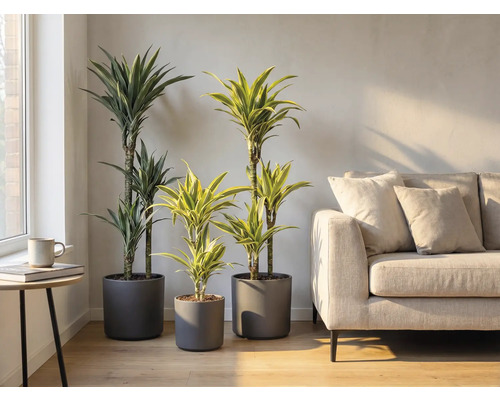 Interiér s tromi dráčikmi v sivých kvetináčoch a pohovkou