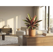 Interiérová fotografia obývacej izby s kvetinou Maranta v kvetináči na komode