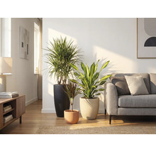 Obývacia izba s tromi izbovými rastlinami v kvetináčoch a pohovkou