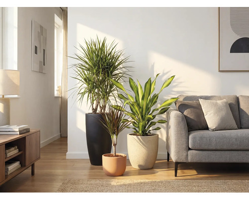 Obývacia izba s tromi izbovými rastlinami v kvetináčoch a pohovkou