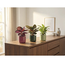 Tri izbové rastliny v kvetináčoch na komode