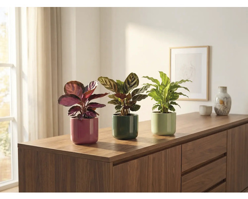 Tri izbové rastliny v kvetináčoch na komode