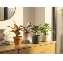 Štyri izbové rastliny v kvetináčoch na drevenej skrinke.