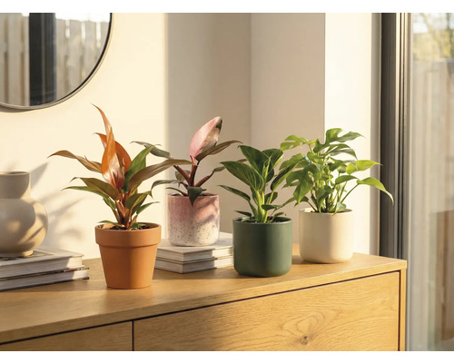 Štyri izbové rastliny v kvetináčoch na drevenej skrinke.