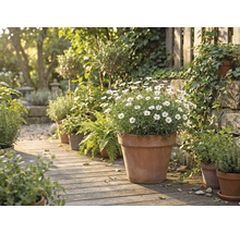 Scéna s rôznymi rastlinami v terakotových kvetináčoch na drevenej ceste v záhrade.