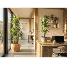 Kancelársky priestor s izbovými rastlinami, drevenými trámami a písacími stolmi.