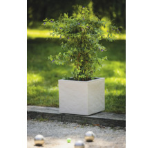 Rastlina v hranatom kvetináči v záhrade