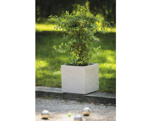 Rastlina v hranatom kvetináči v záhrade