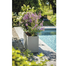 Kvitnúca rastlina v kvetináči vedľa bazéna