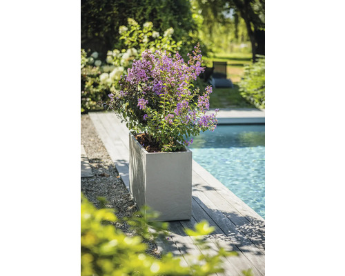 Kvitnúca rastlina v kvetináči vedľa bazéna