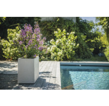 Scéna s rastlinou s fialovými kvetmi v hranatom kvetináči vedľa bazéna