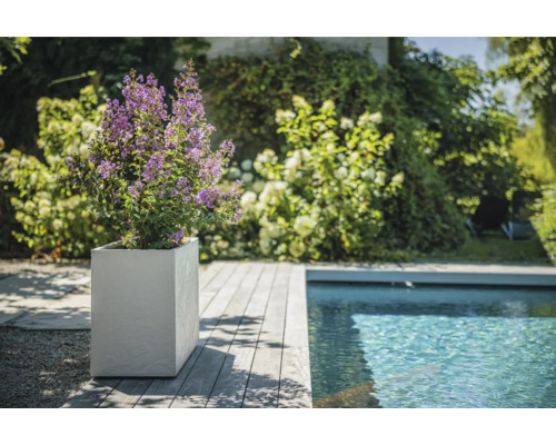 Scéna s rastlinou s fialovými kvetmi v hranatom kvetináči vedľa bazéna