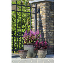 Tri kvetináče s rastlinami pred plotom a tehlovou stenou