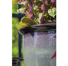 Detail rastliny v keramickom kvetináči.