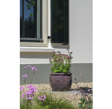 Kvetináč s kvitnúcou rastlinou v záhrade