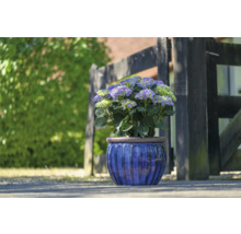 Hortenzia v modrom kvetináči pred dreveným plotom