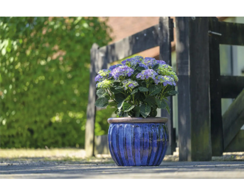 Hortenzia v modrom kvetináči pred dreveným plotom